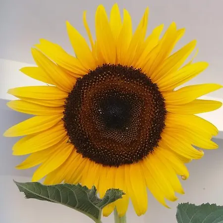 Korina's * 폴로니아