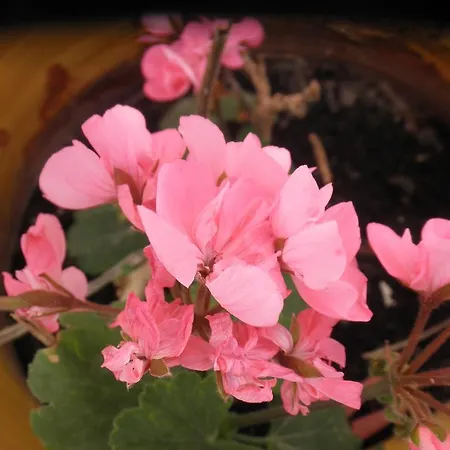 Korina's * Pollonia